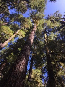 18361168_10211081342860860_714371362_n